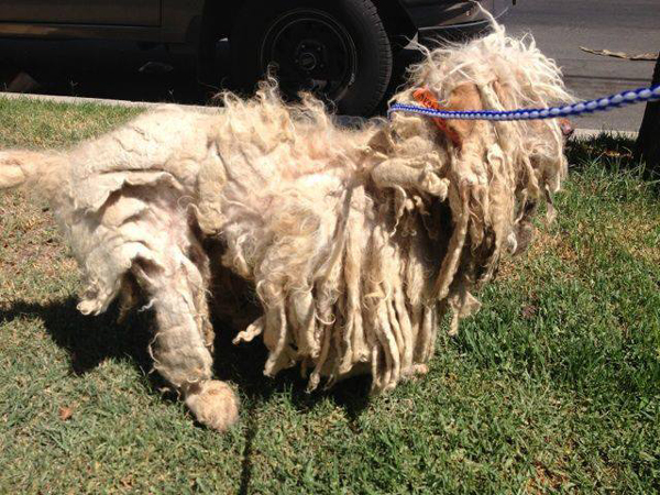 Cruelty Investigation: Dogs So Matted They Couldn’t Move
