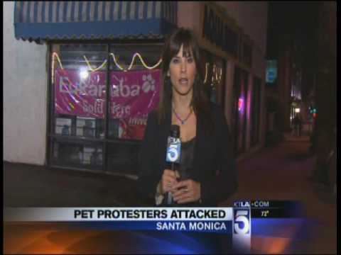 KTLA News – Anti Puppy Mill Protesters Attacked